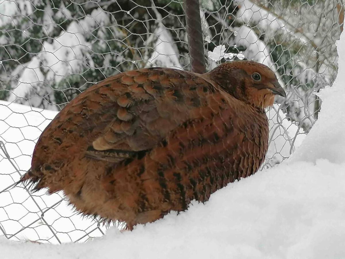 Appartamento Accogliente Di Montagna A Cavagnago Faido Eksteriør bilde